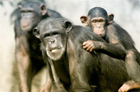 Los primates más amenazados del mundo | EROSKI CONSUMER