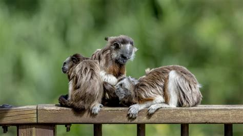 Los primates paisas que se atreven a convivir con los humanos