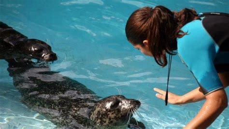 Los problemas de las focas del zoo de Barcelona