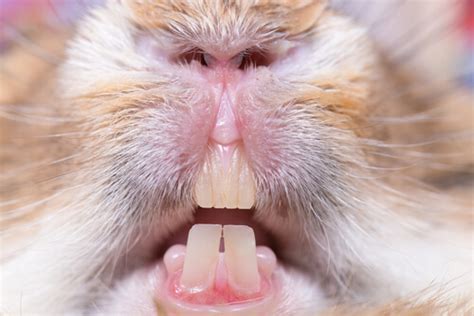 Los problemas de los dientes de conejo   My Animals