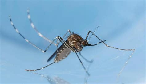 Los productos para el control de mosquitos a base de sal son ineficaces