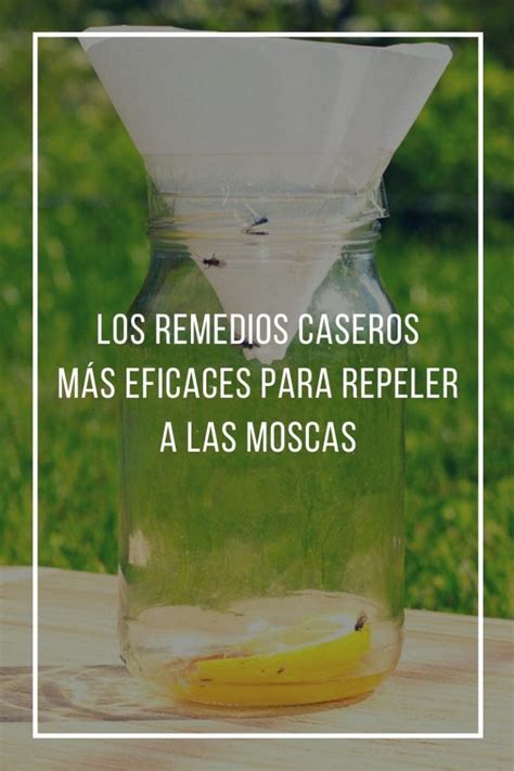 Los remedios caseros más eficaces para repeler a las moscas