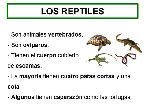 los reptiles primaria Buscar con Google | REPTILES ...
