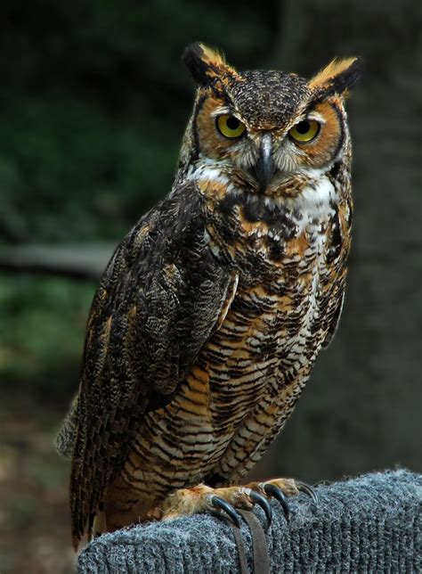 Los seres vivos: el búho | Owl photography, Horned owl, Owl