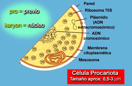 LOS SERES VIVOS: Eucariotas vs. Procariotas