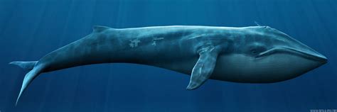Los seres vivos: la ballena azul