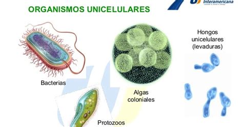 LOS SERES VIVOS: Organismos unicelulares.