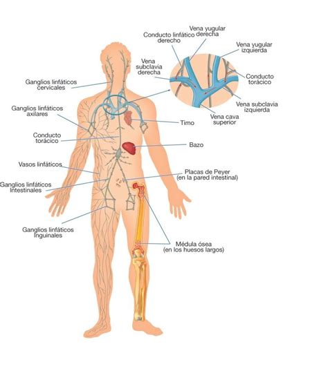 Los Sistemas del Cuerpo Humano y sus Funciones Vitales