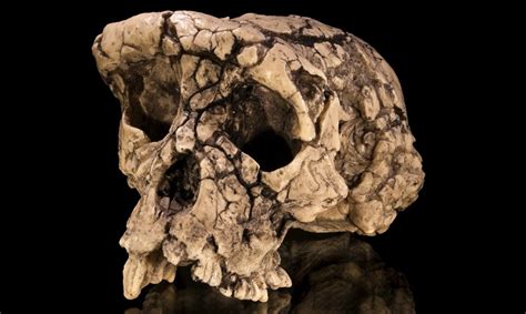 Los sorprendentes huesos de homo sapiens más antiguos ...