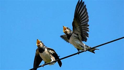 Los sorprendentes usos del trinar de las aves   BBC Mundo