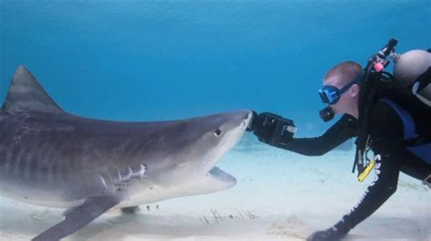 Los Tiburones mas peligrosos del Mundo, imágenes HD | Los tiburones ...
