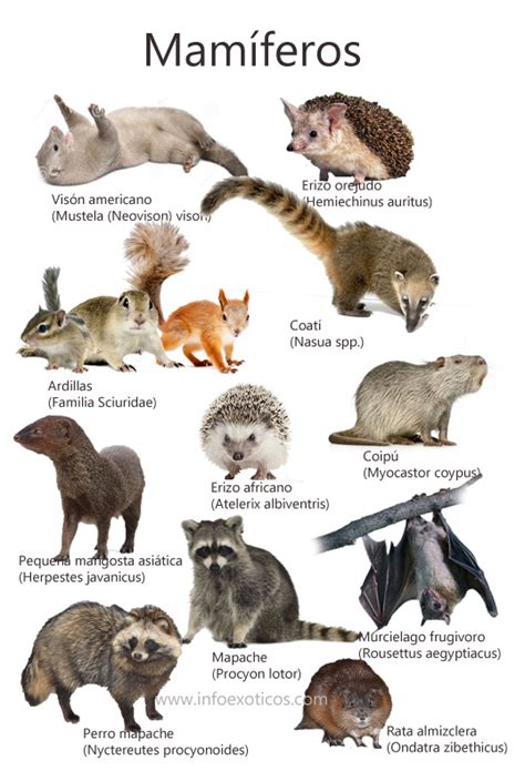 los tipos de animales: animales mamíferos