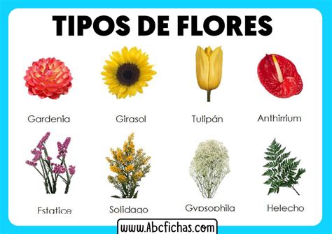 Los tipos de flores   ABC Fichas
