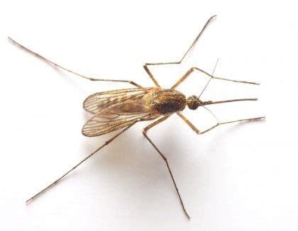 Los tipos de mosquitos más comunes en España   AloeFly