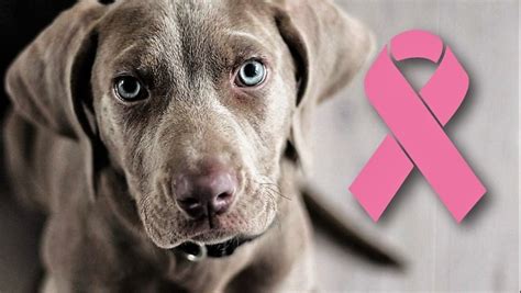 Los tumores mamarios son habituales en las perras y gatas ...