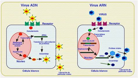 Los virus como modelo en Biología Molecular | Apuntes de Biología Molecular