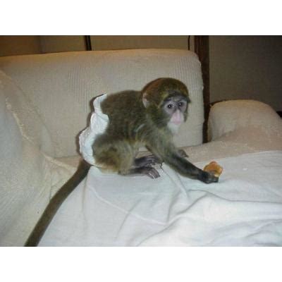 LOSGRATUITOS.COM   Monos tití bebé disponibles para la venta en ...
