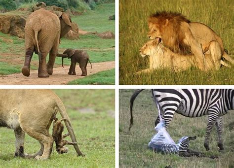 Los【ANIMALES DE ÁFRICA】Más Salvajes y Exóticos | 2021