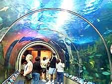 Louisiana Aquariums Coupons Review: A very educational ...