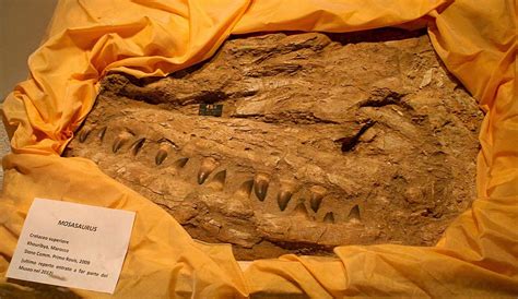 Louisville Fossils and Beyond: Mosasaurus Teeth from Morocco