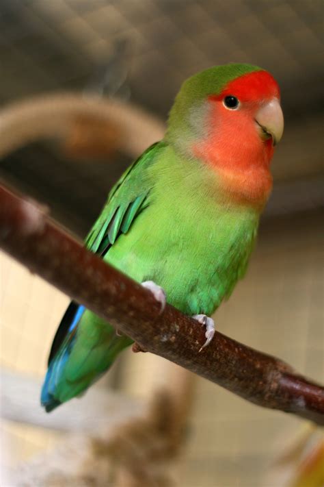 Lovebird | Best pet birds, Birds for kids, Pet birds