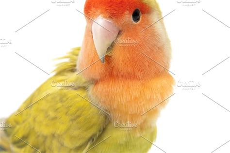 Lovebird colors featuring african, agapornis, and ...