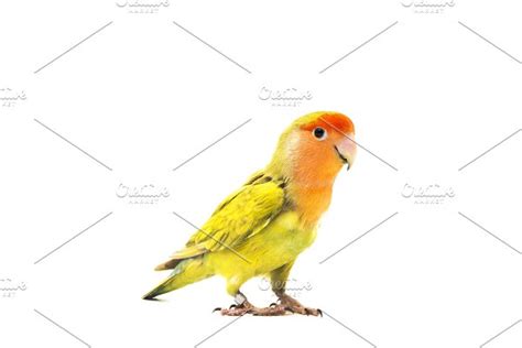 Lovebird colors featuring african, agapornis, and ...