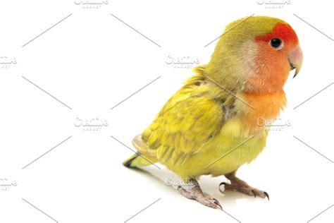 Lovebird colors stock photo containing african and ...