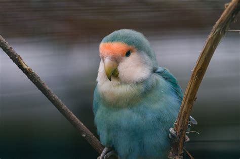 Lovebird | Love birds, Pet birds, Love birds pet