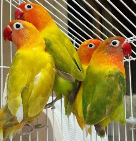 Lovebirds Young for Sale in Fort Lauderdale, Florida ...