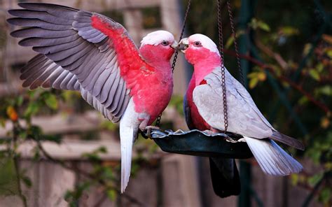 Lovely Birds Wallpapers  46+ background pictures