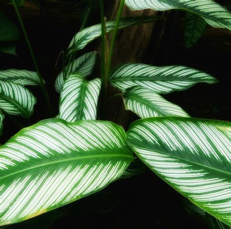 Low Light Indoor Plants   House Plants That Thrive in ...