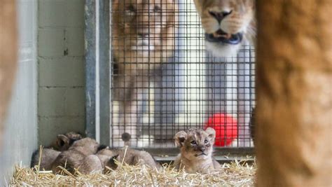 Löwin im Leipziger Zoo tötet erneut eigenen Nachwuchs | nw.de