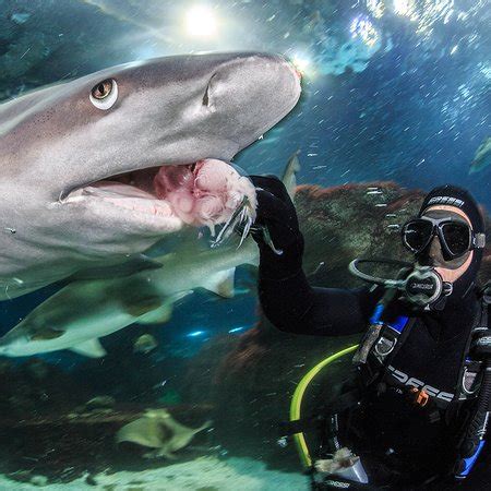 L’Aquàrium de Barcelona   2018 Qué saber antes de ir   Lo ...