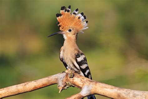 L’upupa, il meraviglioso uccello simbolo della Lipu   Lipu ...