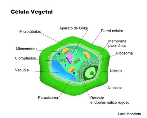 Luca Mendieta: Célula vegetal | Célula vegetal, Celulas ...