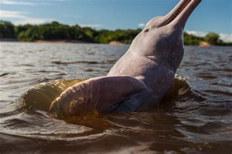 Lucha para salvar delfines rosados revela preocupante ...