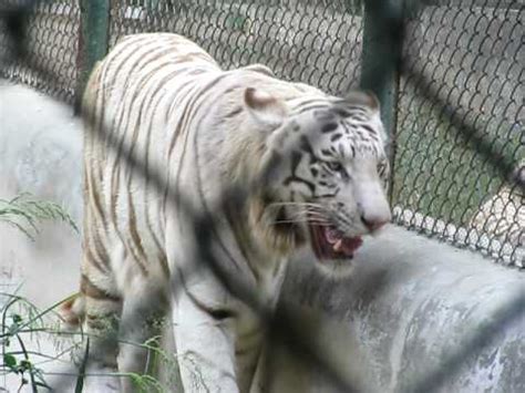 Lucknow Zoo   YouTube