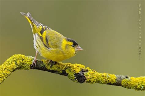 Lúgano Carduelis spinus | Aves, Comedero, Lugano