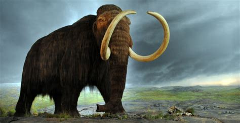 Lugares con historia Los mamuts lanudos que habitaron los humedales de ...