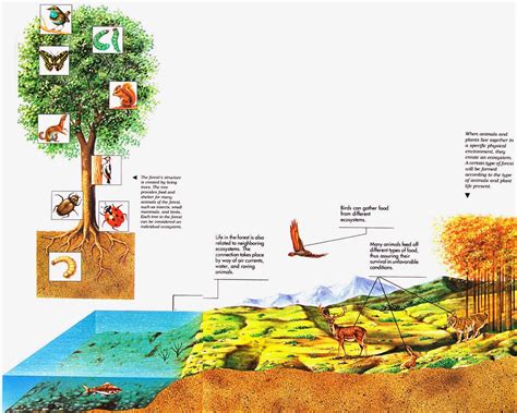 luisminglish   Science: Ecosystems