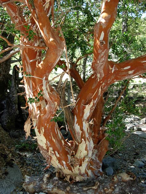 Luma apiculata | Arrayán, arrayán rojo, palo colorado ...