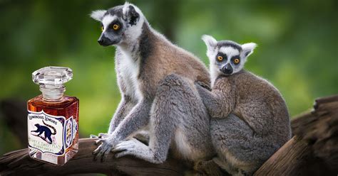 Luminous Lemurs: Un nuevo perfume ecológico para salvar ...
