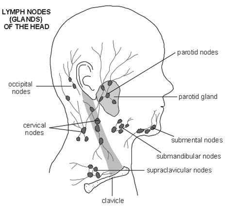 Lumps in the Neck | Intelligent Dental
