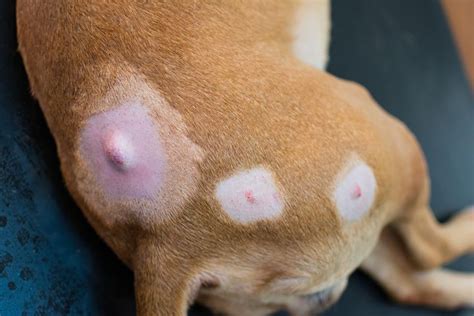 Lumps on Dogs! Are They Cancer? in 2021 | Animal bites ...