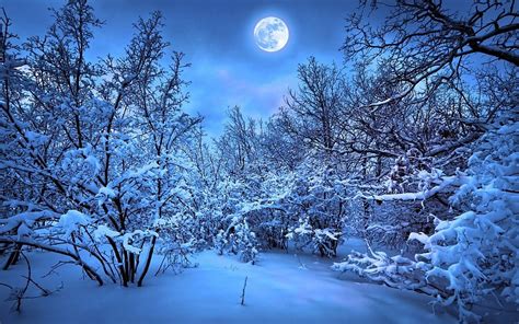 luna bosque de invierno nieve noche fondos de pantalla gratis