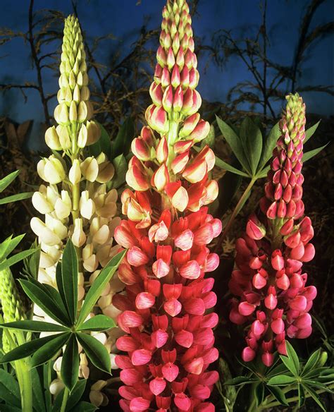 Lupin  lupinus Polyphyllus  russell   Photograph by Ray ...