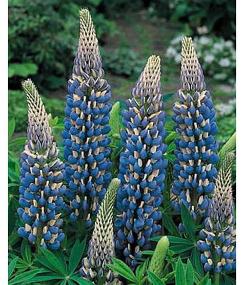 LUPINE Flower SEEDS Lupinus polyphyllus THE GOVERNOR ...