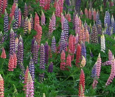 Lupine Russell Lupinus Polyphyllus Russell Seeds