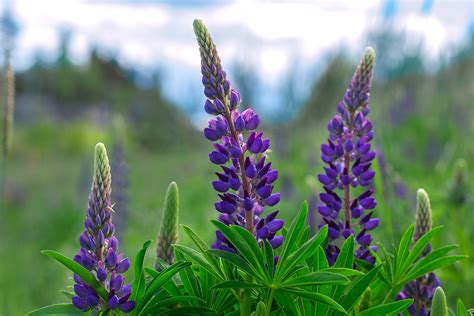 Lupinus  Lupine; Lupin  | A to Z Flowers